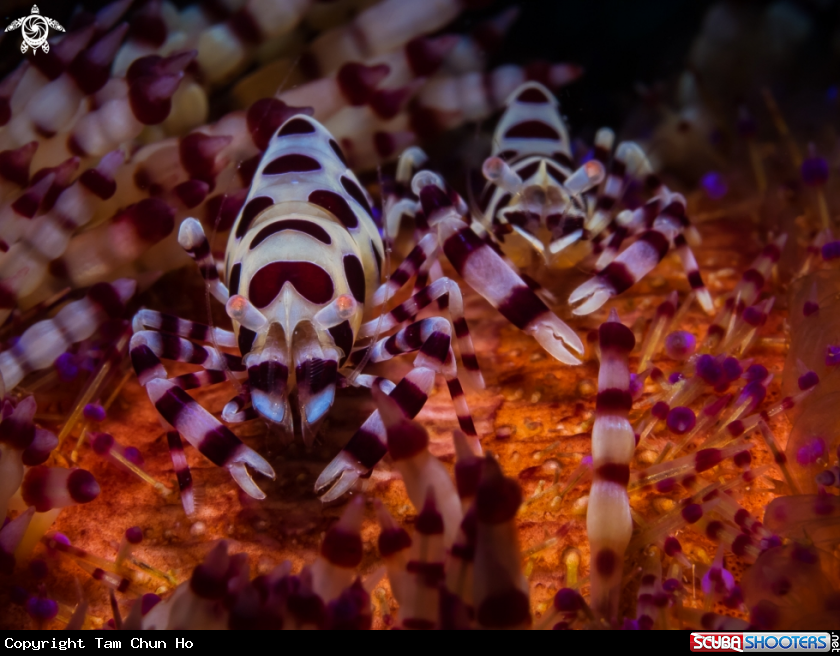 A Coleman Shrimps on Fire Urchin