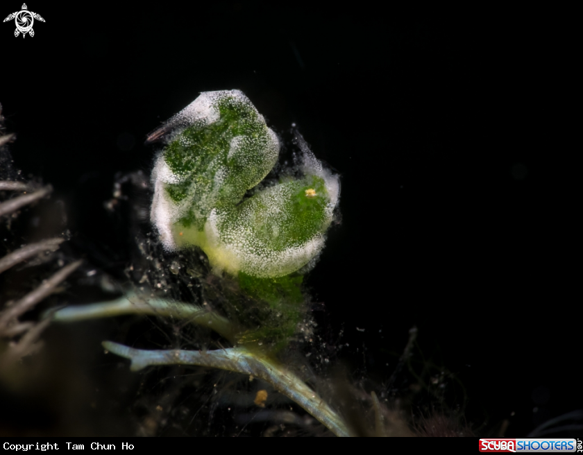 A Hairy Shrimp