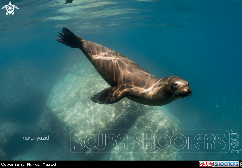 A California Sea Lion