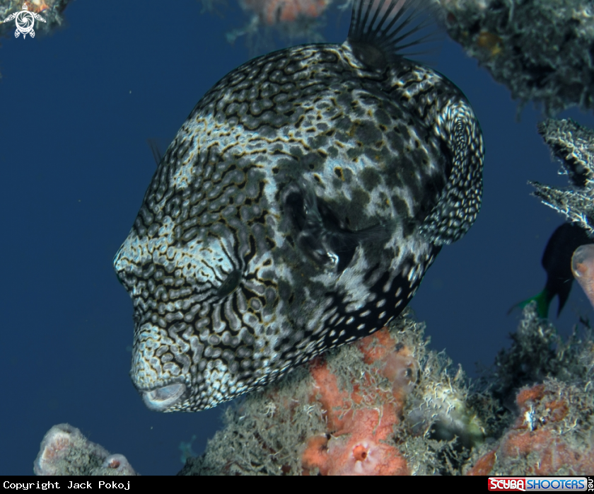 A Pufferfish