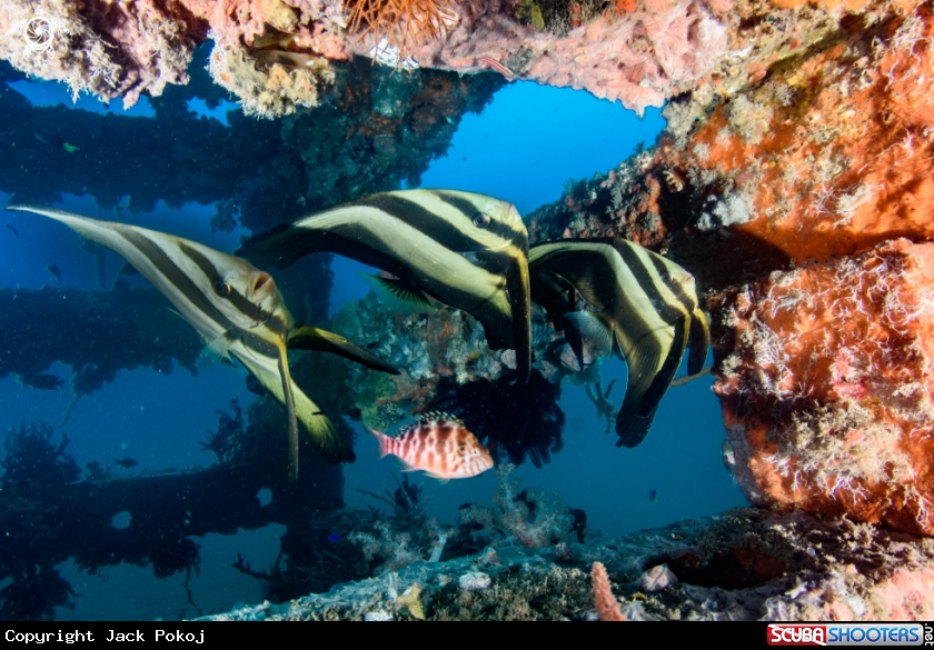 A Batfish