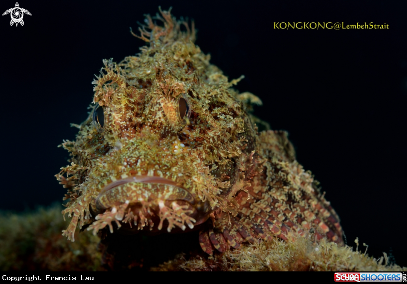 A Scorpion Fish