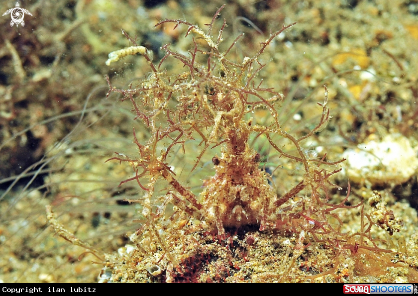 A Crab