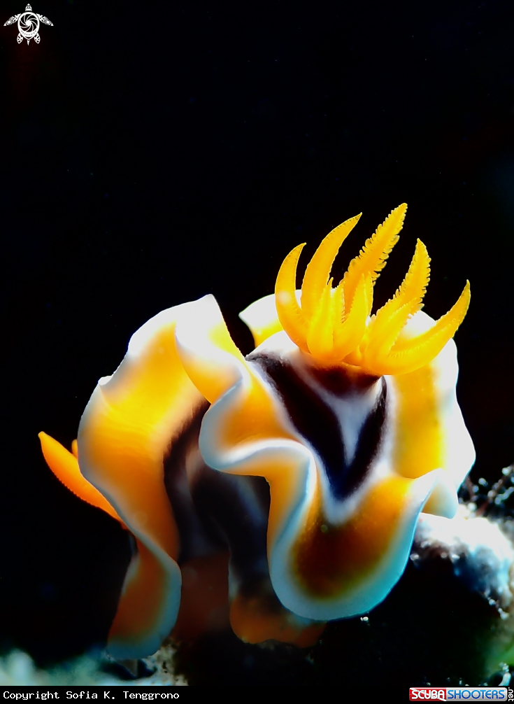 A Chromodoris magnifica