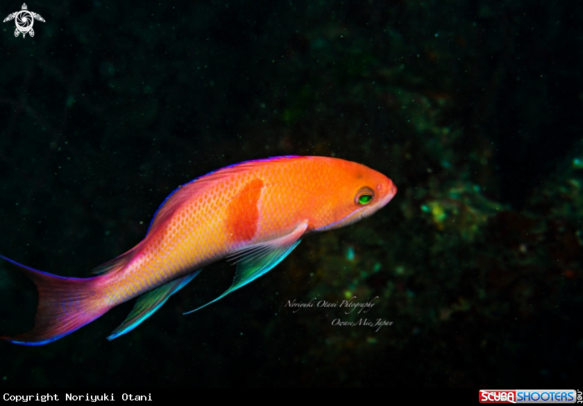 A Red-belted anthias Owase,Mie,Japan Nov.3.2017