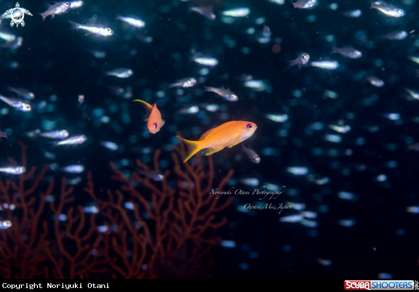 A Square-spot fairy basslet