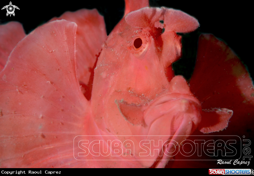A Scorpion fish