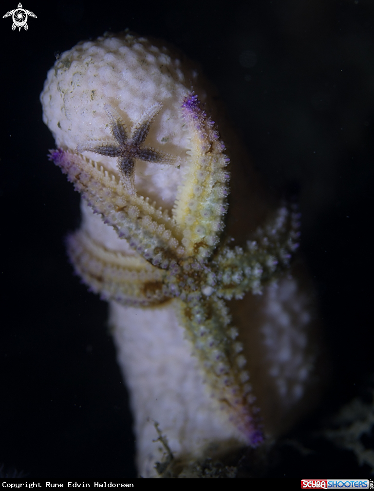 A Sea Star, Dead mans finger