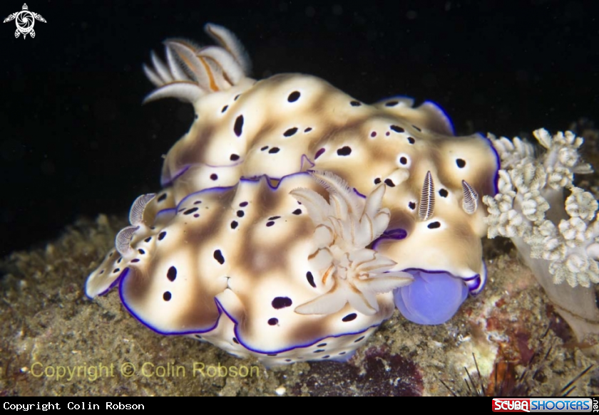 A nudibranch
