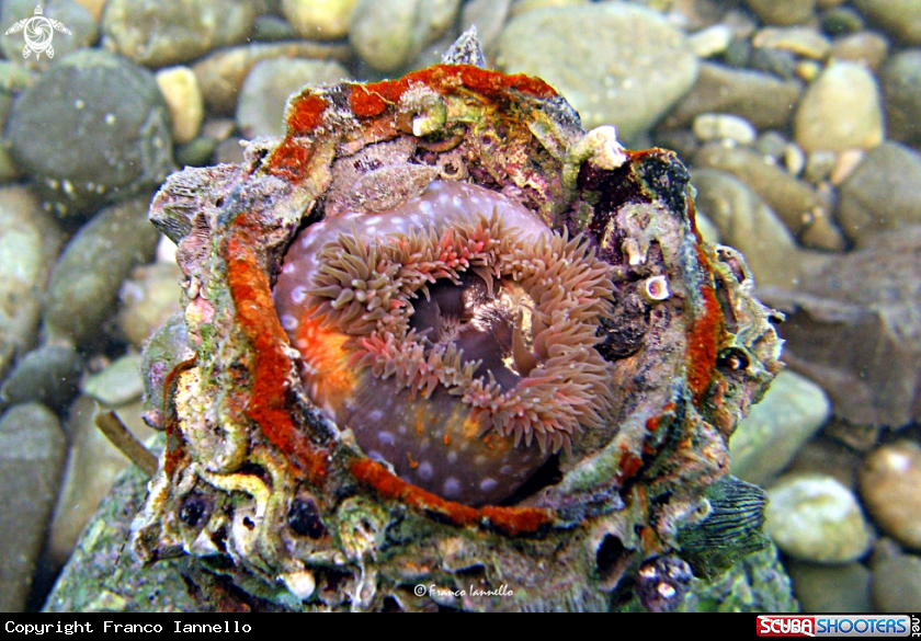A Anemone
