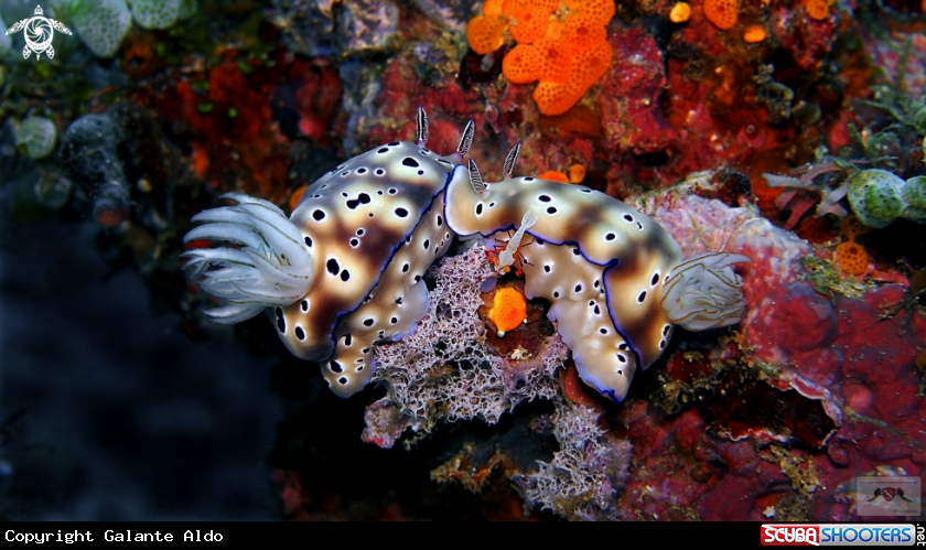 A Emperor Shrimp