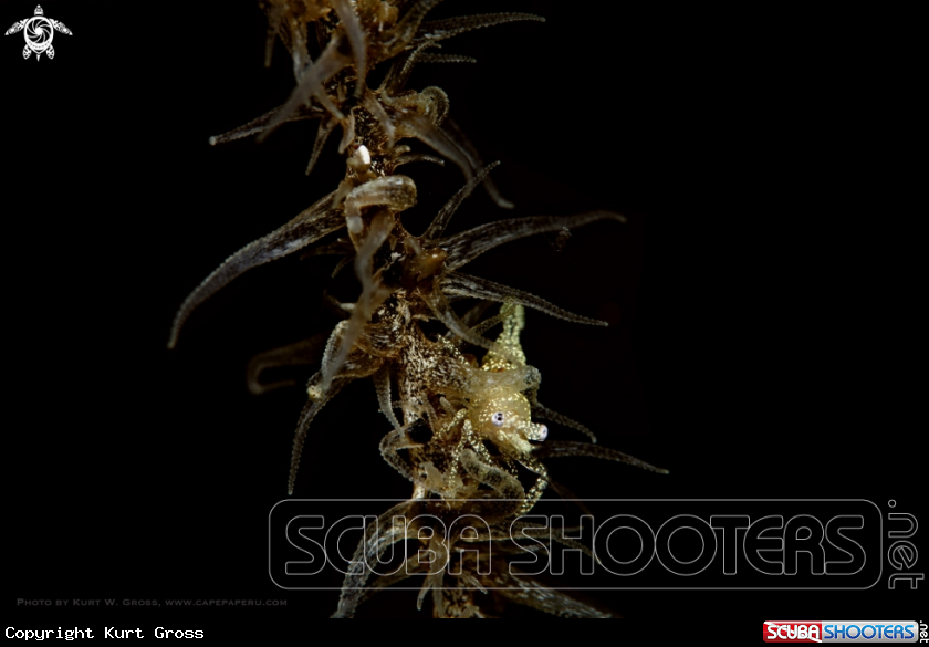 A Wipe Coral Shrimp