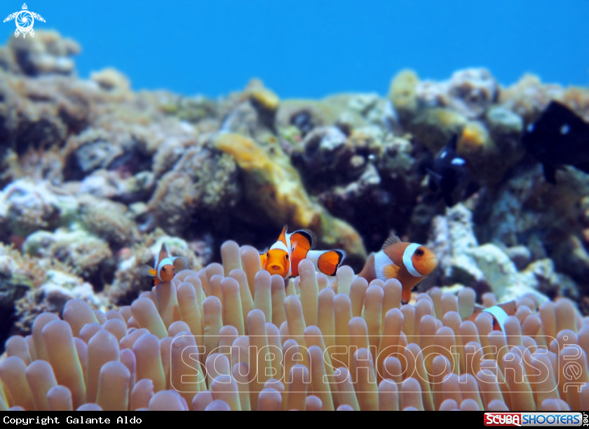 A Ocellaris Clown Fish, Anemonefish.