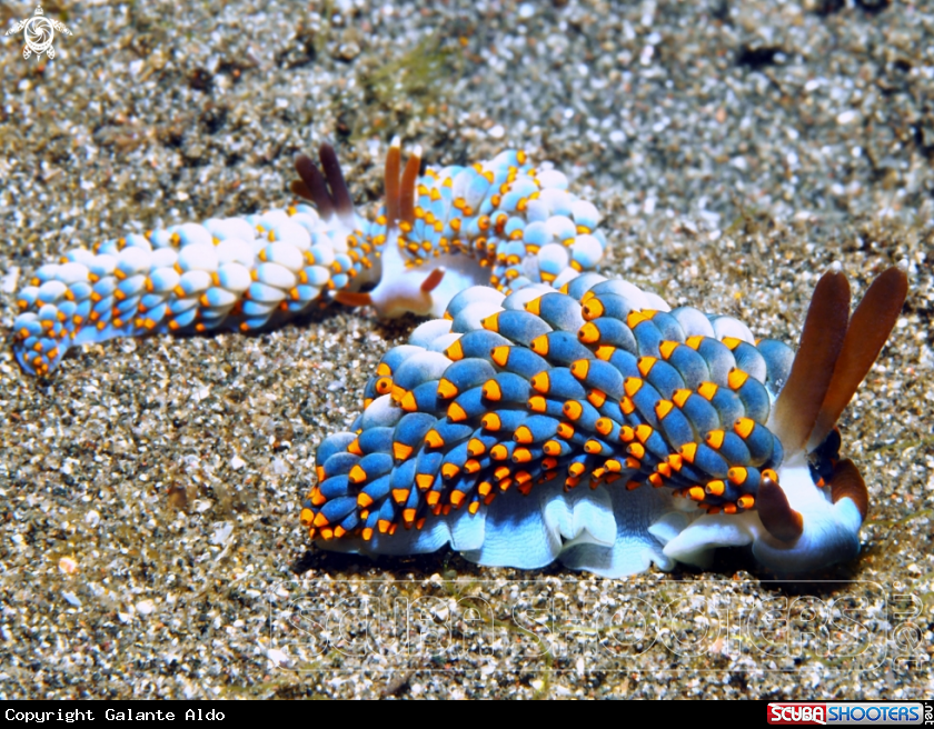 A Nudibranch