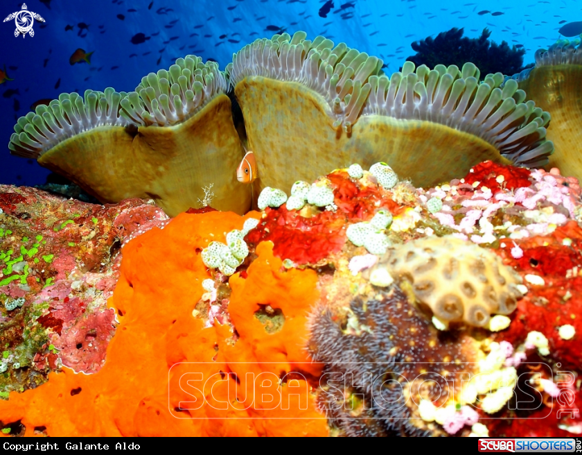 A Anemonefish - Clown Fish.