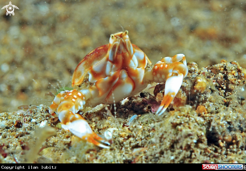 A porcelain crab