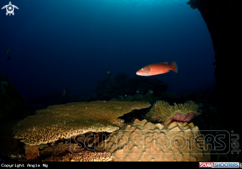 A Coral Trout