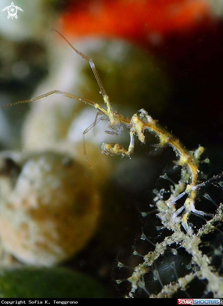 A Skeleton shrimp
