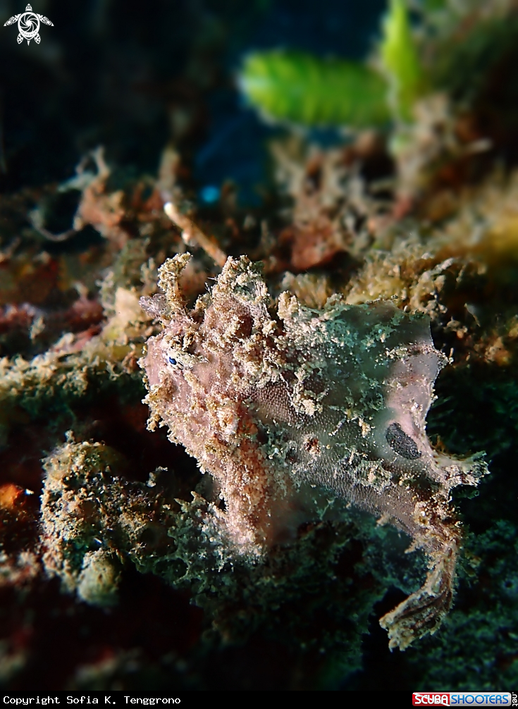 A Antennatus sp.