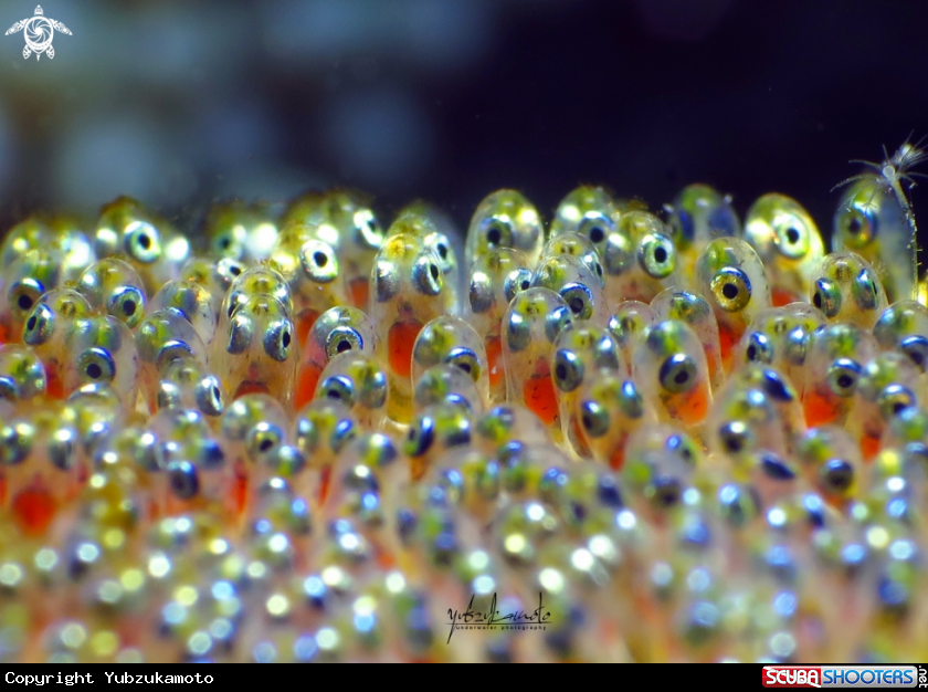 A Clown Fish