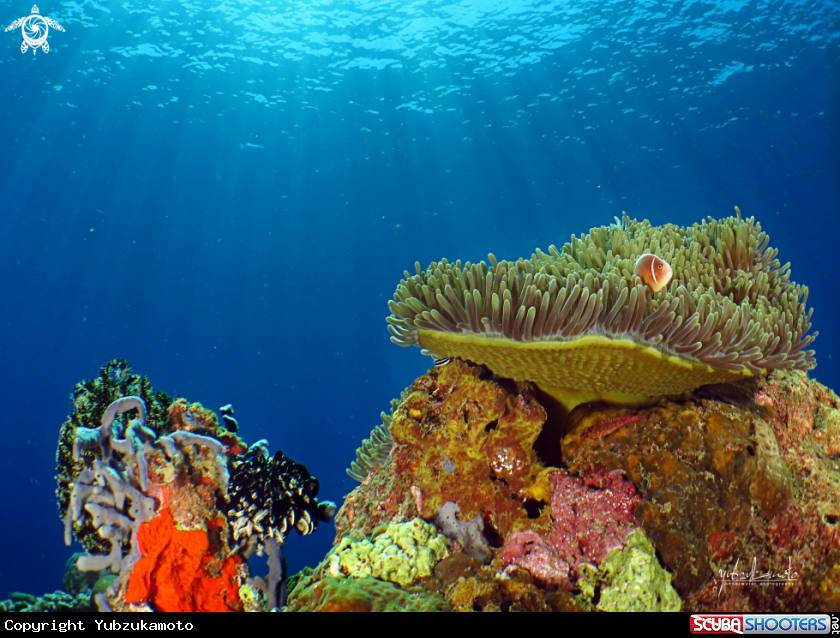 A Anemone Fish