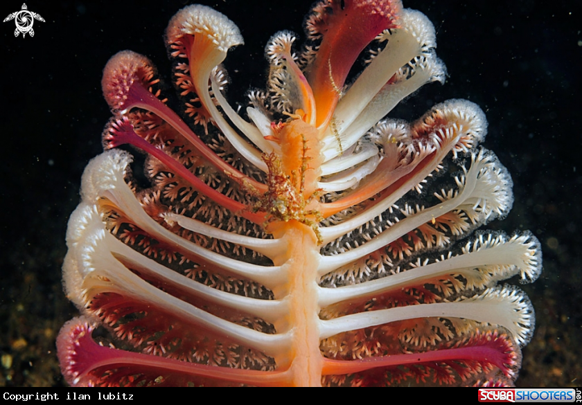 A sea pen
