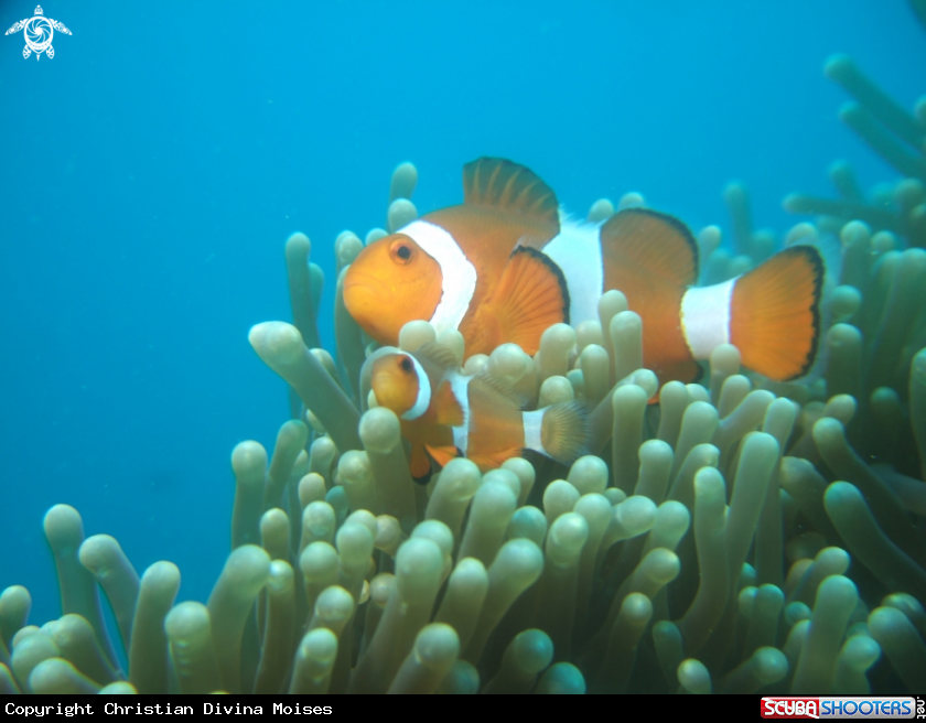 A Clown Fish