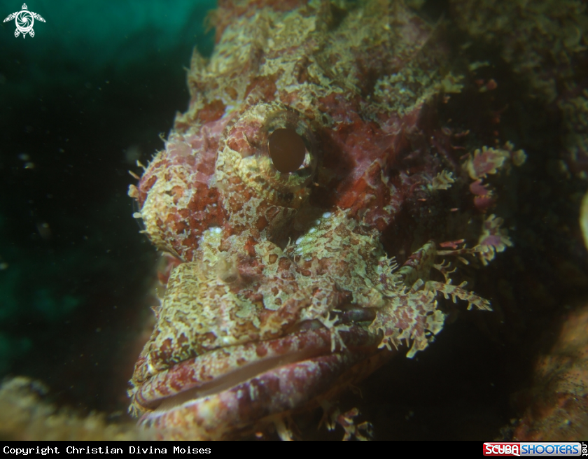 A Scorpion Fish