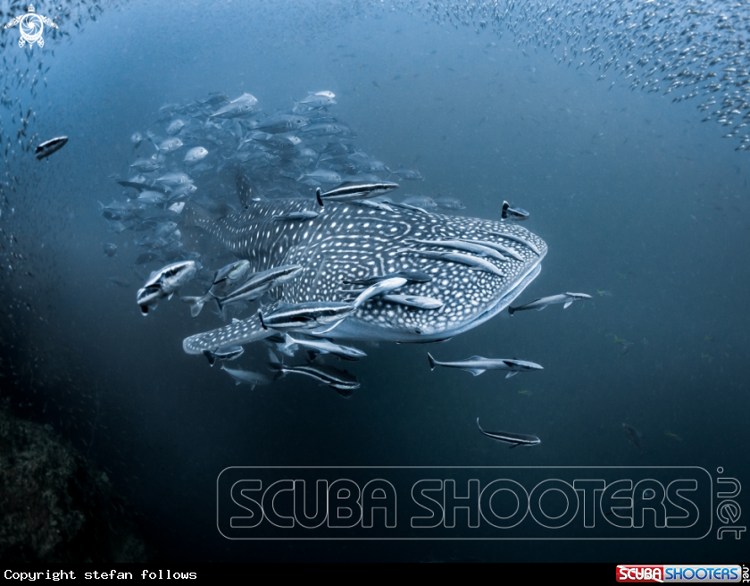 A Whale Shark