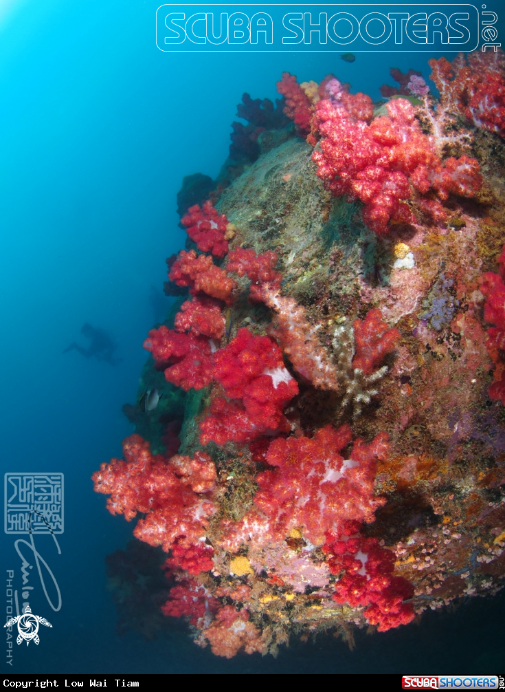 A Soft Coral