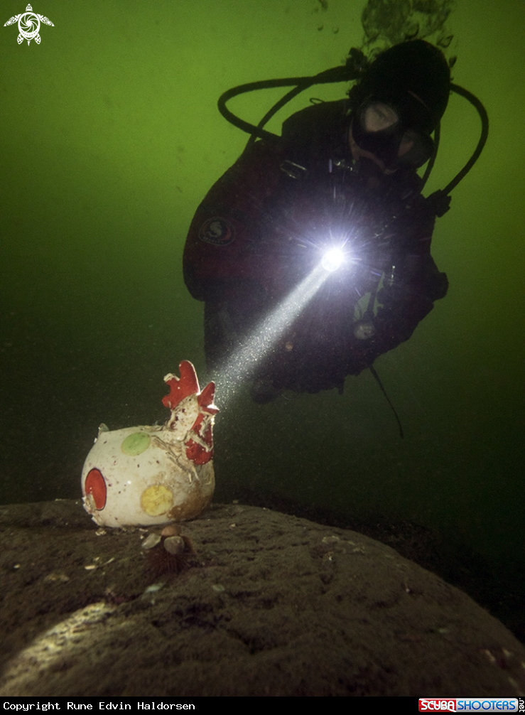 A Sea hen