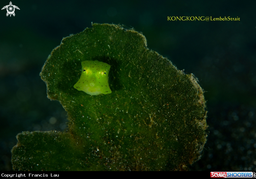 A Boxfish