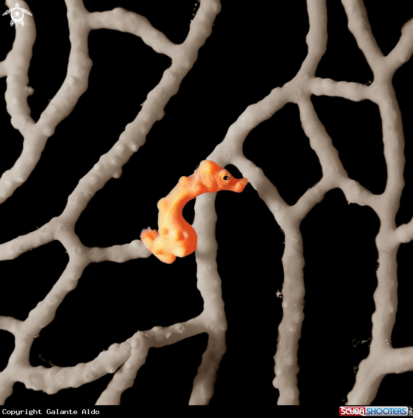 A Denise’s Pygmy Seahorse 