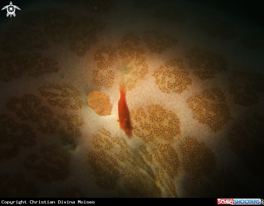 A Starfish Shrimp