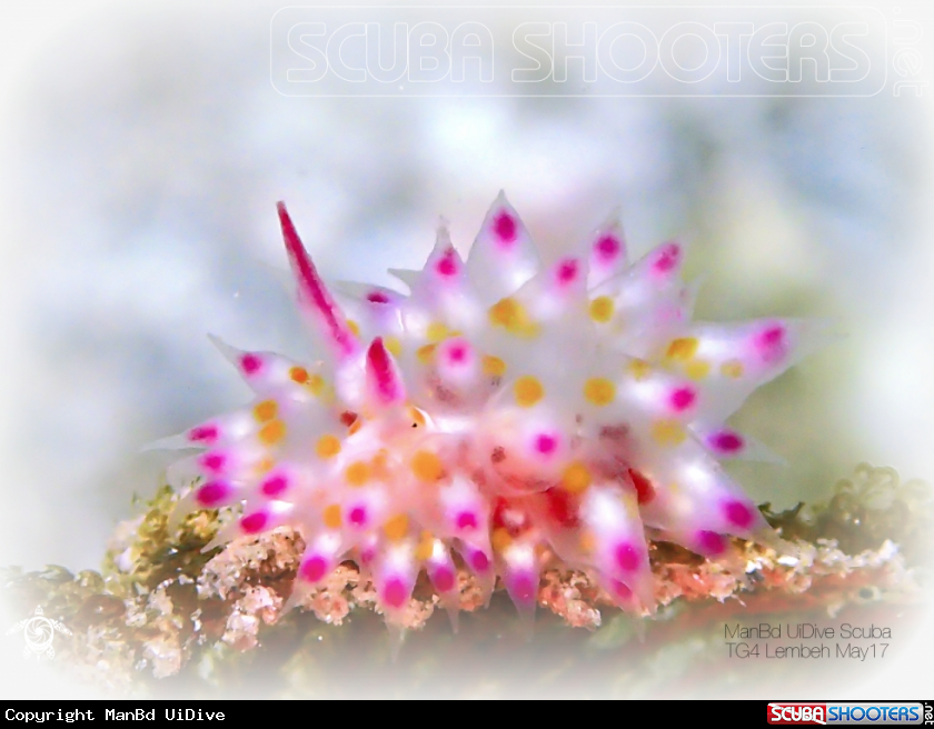 A Nudibranch