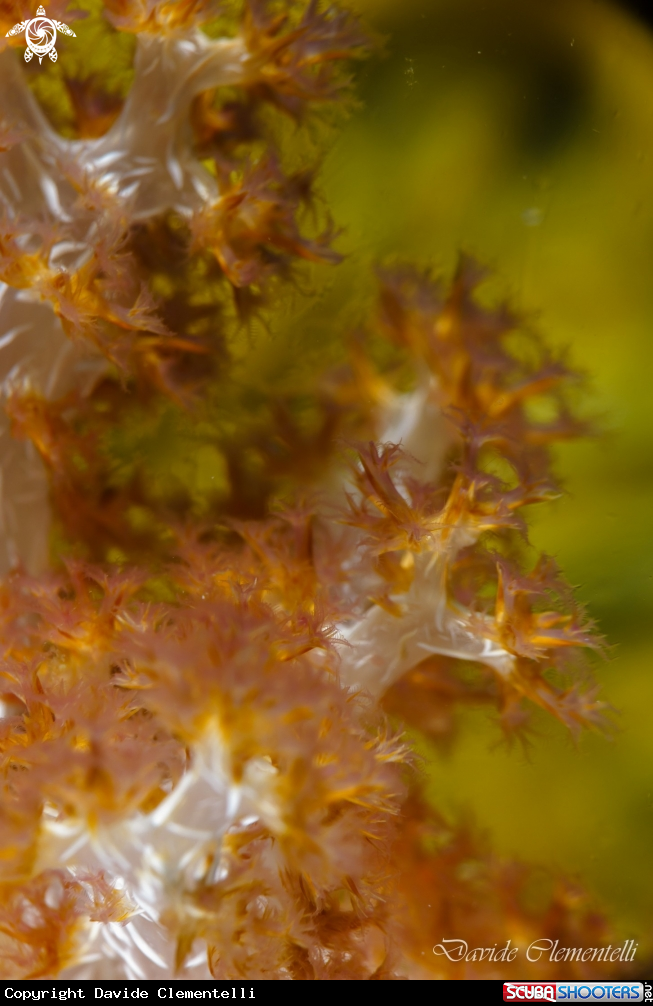 A Soft coral