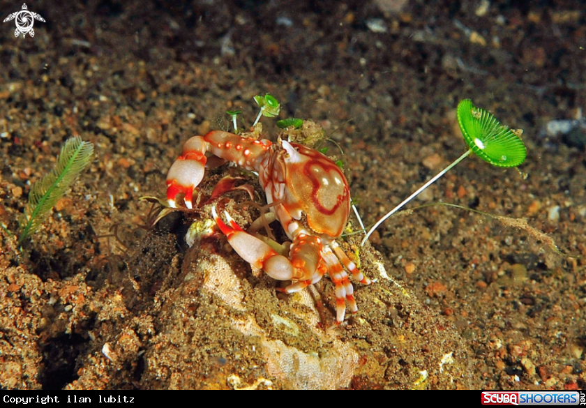 A porcelain crab