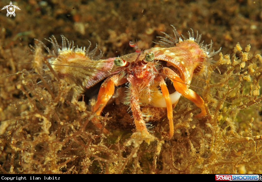 A hermit anemone crab