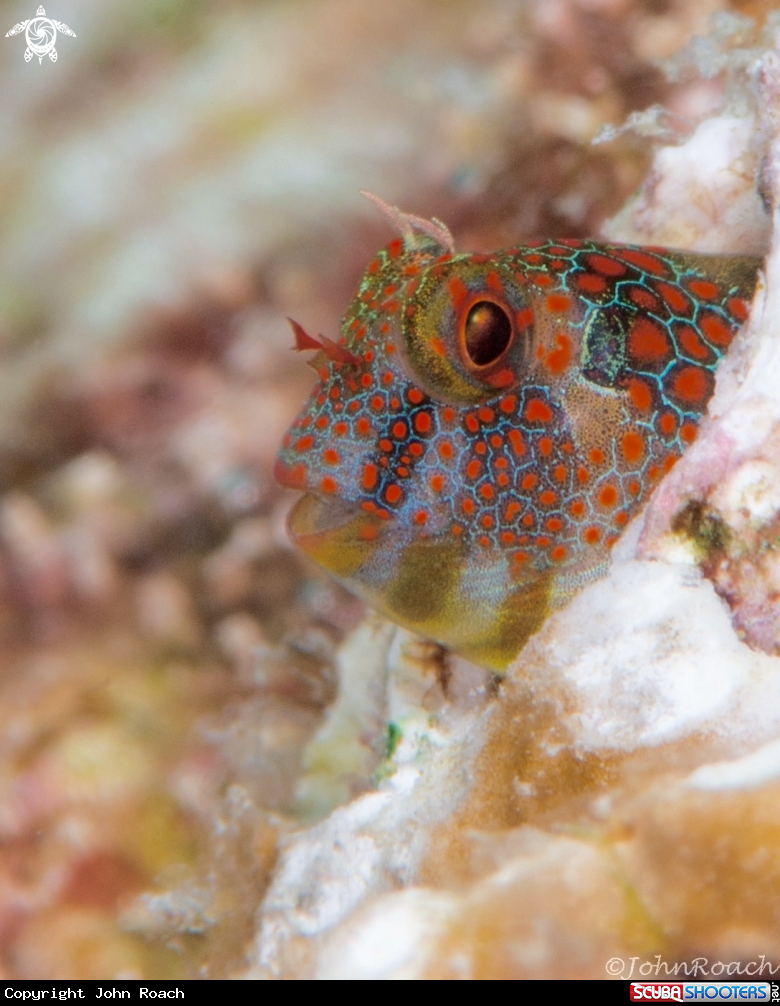 A Tessellatted Blenny