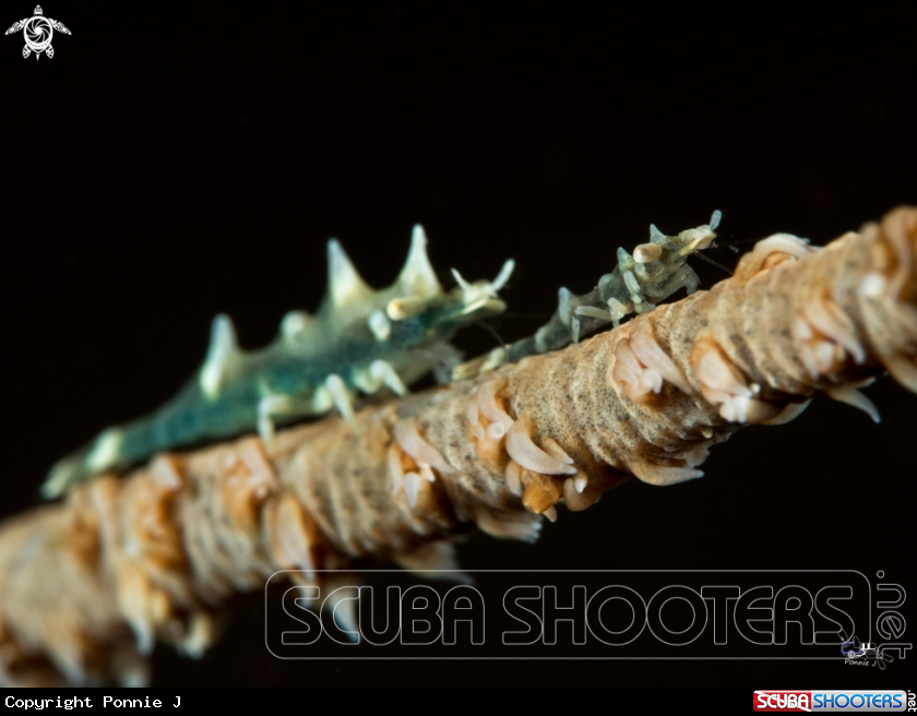 A Rhino shrimp