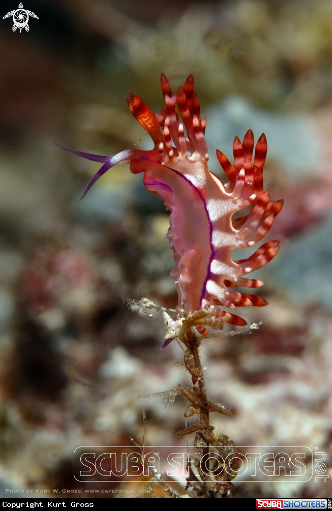 A Nudibranche