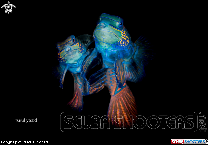 A Mandarin Fish Mating