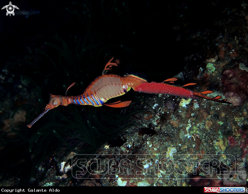 A Weedy Seadragon