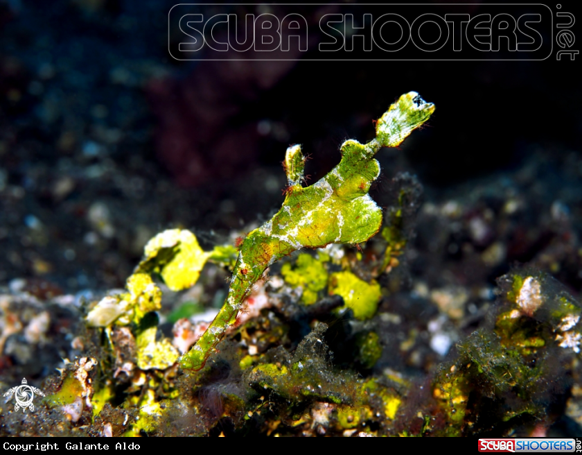 A Halimeda Ghost Pipefish, 