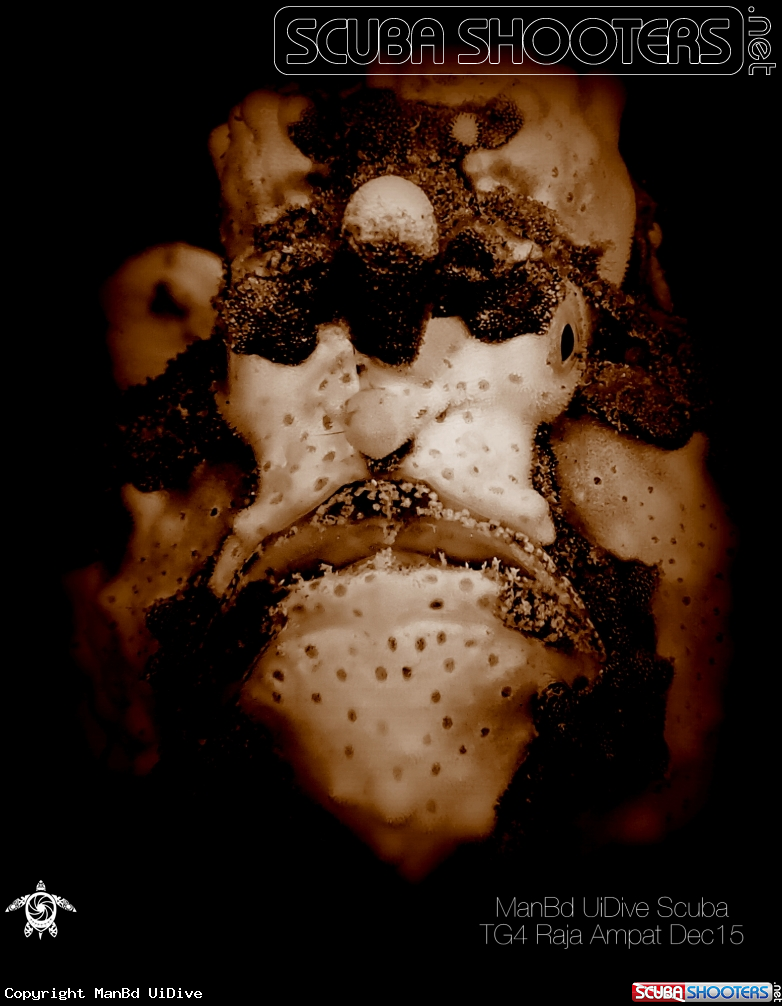 A Frogfish