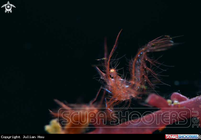 A Hairy Shrimp