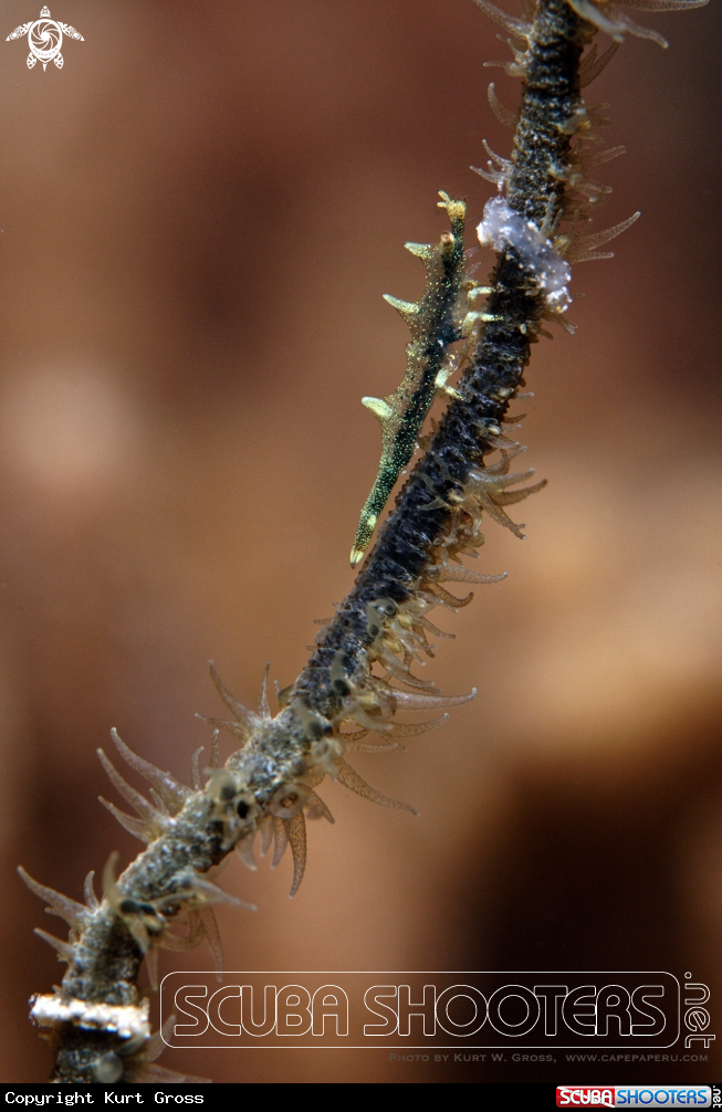 A Rhino shrimp
