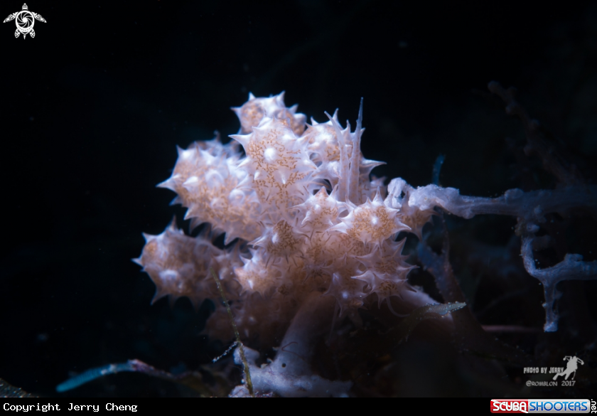 A Mimicry Nudibranch