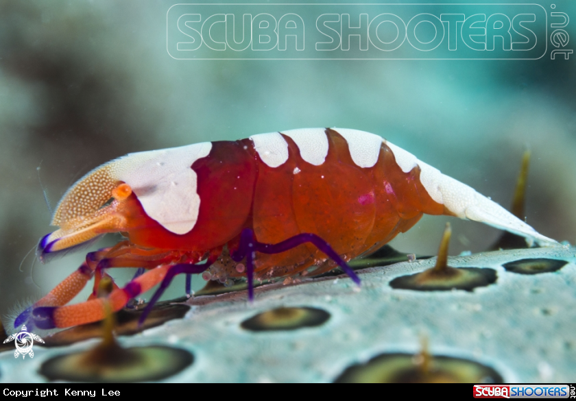 A Emperor shrimp
