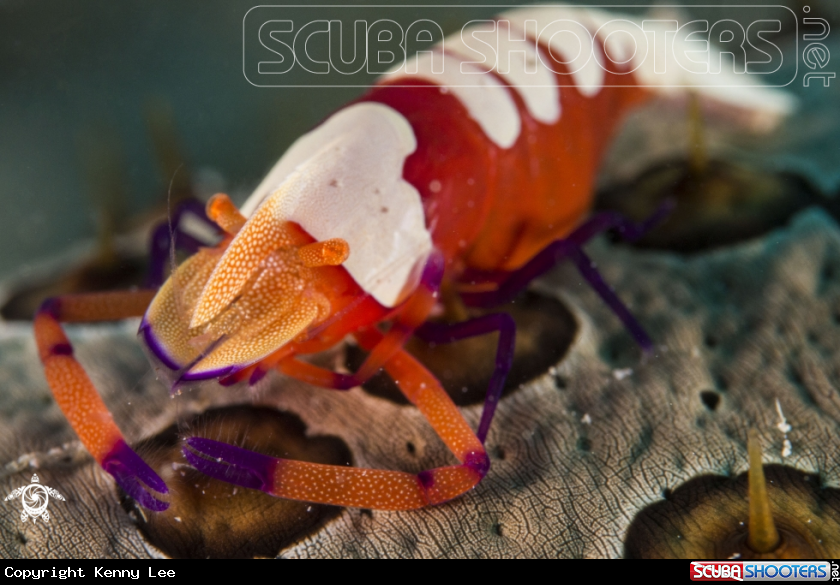 A Emperor shrimp